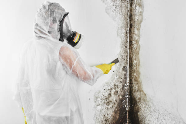 Attic Mold Removal in Heritage Hills, NY