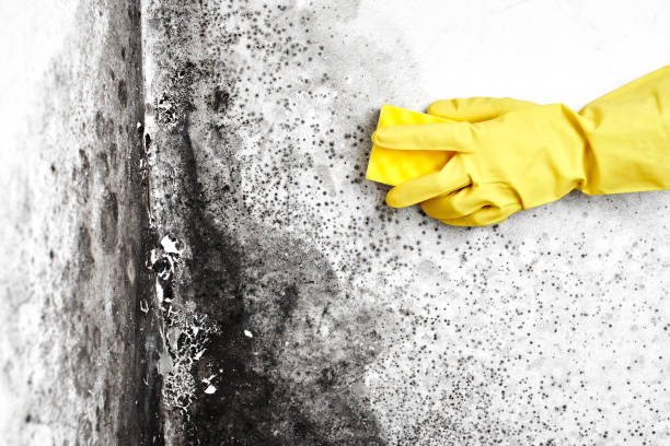 Best Professional Mold Removal  in Heritage Hills, NY