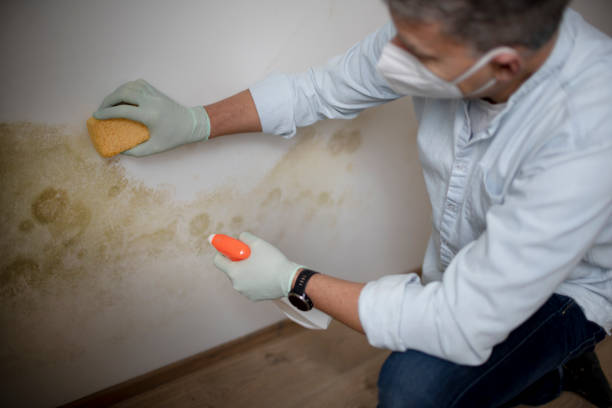 Best Black Mold Removal  in Heritage Hills, NY