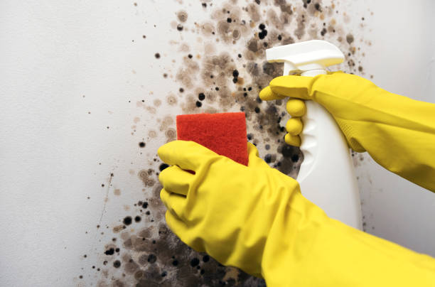 Best Best Mold Removal Companies  in Heritage Hills, NY